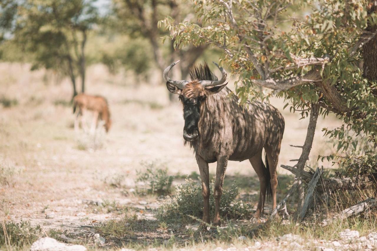 Etosha Safari Campsite Екстер'єр фото