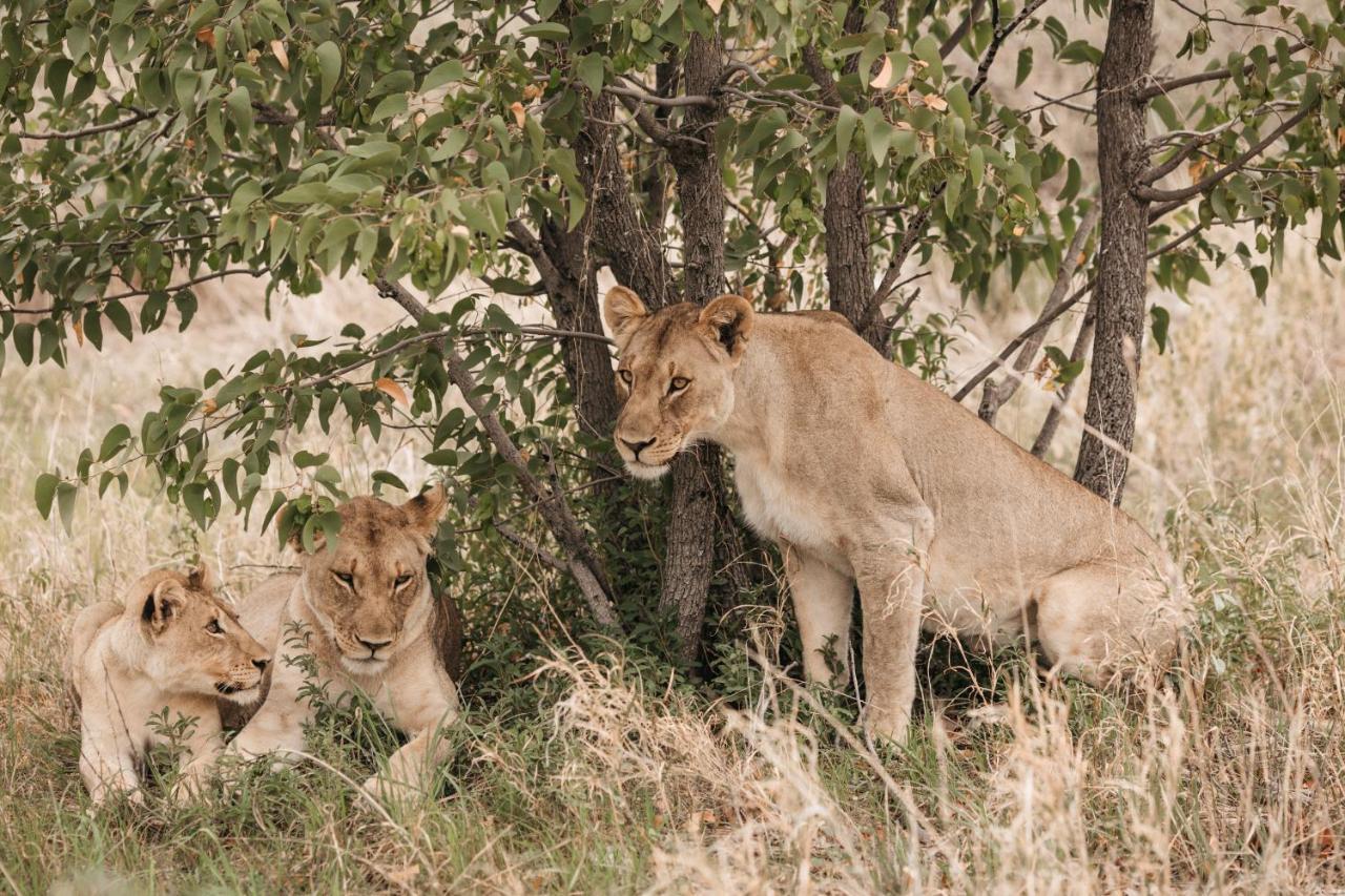 Etosha Safari Campsite Екстер'єр фото